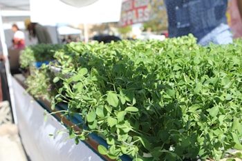 A collection of lush green plants is displayed in a market setting. The plants are vibrant and densely packed, likely being sold for culinary or decorative use. The background shows people and market stalls, suggesting an outdoor market or fair. A bright, sunny day illuminates the scene.