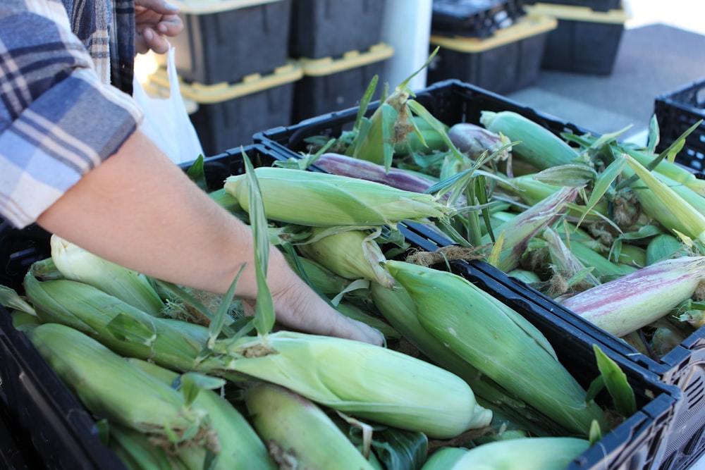 a person picking up some corn from a bin