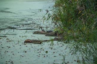 A serene and lush wetland scene featuring a still body of water covered in algae and surrounded by dense vegetation. Tall green reeds and grass are prominent along the water's edge. A small turtle can be seen basking on a log in the center, partially submerged in water.