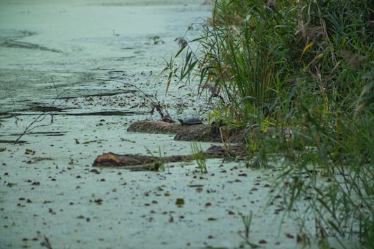 A serene and lush wetland scene featuring a still body of water covered in algae and surrounded by dense vegetation. Tall green reeds and grass are prominent along the water's edge. A small turtle can be seen basking on a log in the center, partially submerged in water.
