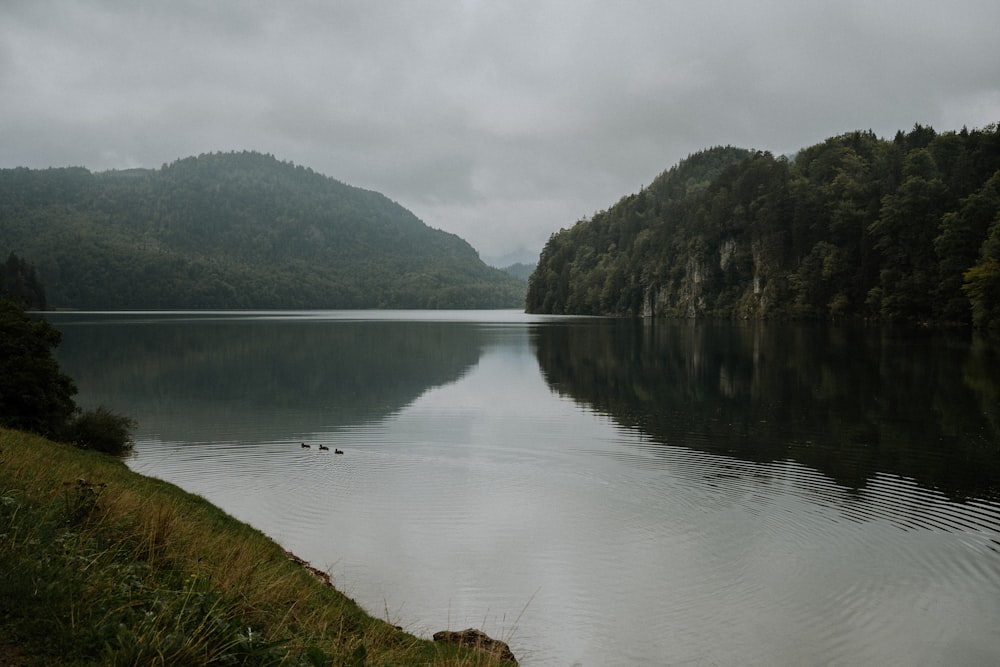 a body of water surrounded by a forest