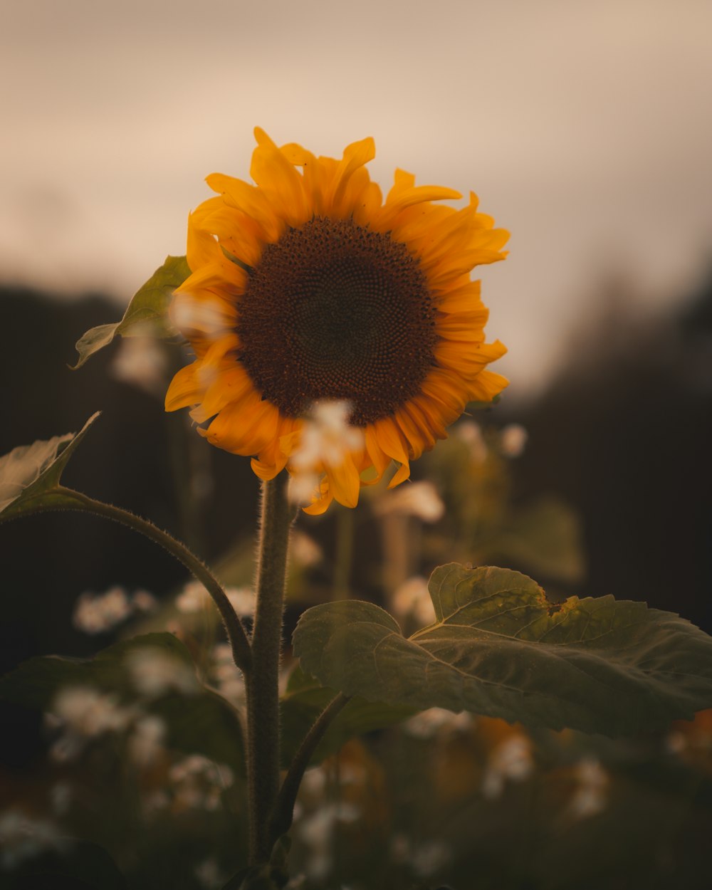 a large sunflower in a field of white flowers
