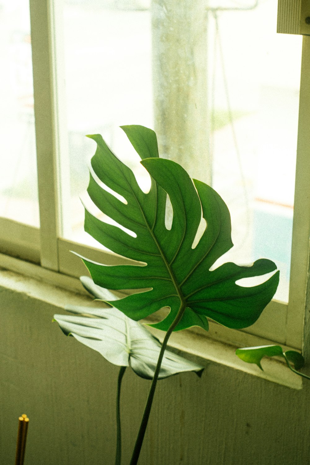 a large green leaf sitting on top of a window sill