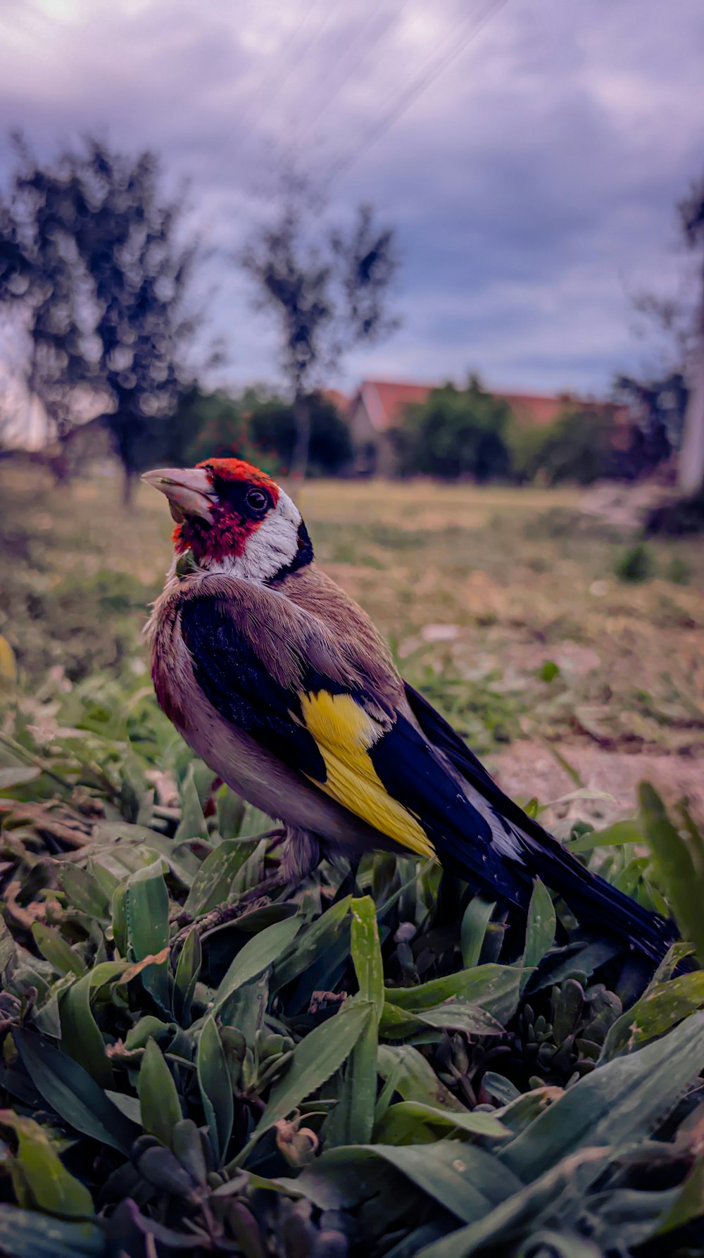 um pássaro sentado no topo de um campo verde exuberante