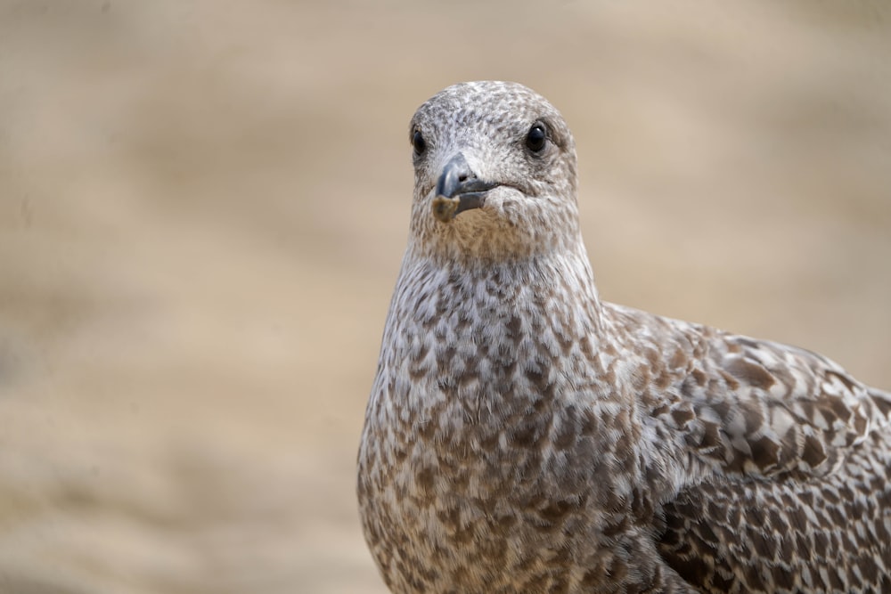 a close up of a bird with a blurry background