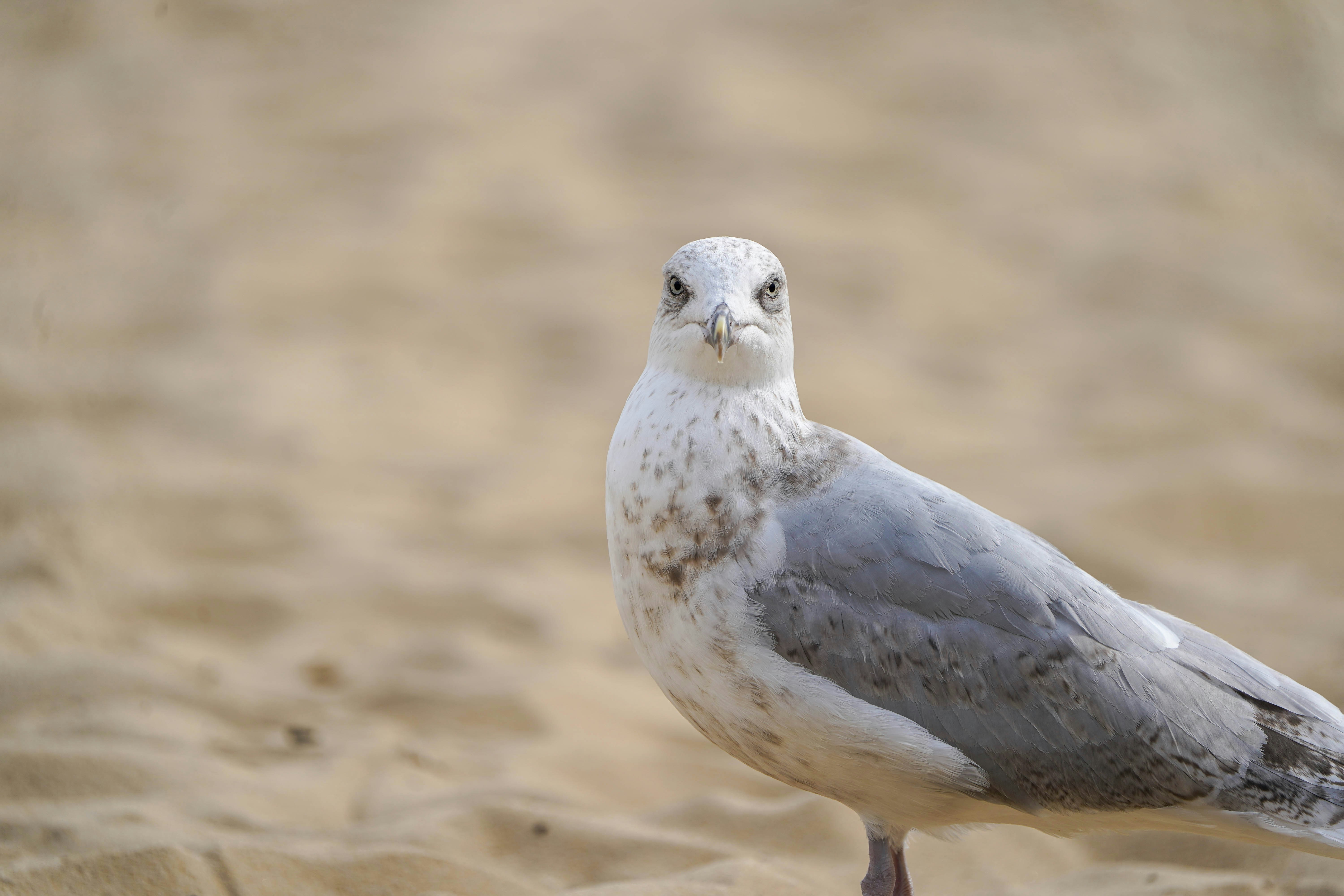 a seagull standing in the sand on a beach