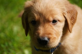 A close-up image of a young golden retriever puppy with soft fur and inquisitive eyes, shown outdoors on a grassy background. The puppy is wearing a blue collar and has a calm, gentle expression.