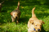 Two playful puppies dressed in matching cozy hoodies running through a green park.
