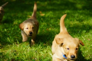 Two playful dogs running together on a green lawn with bright smiles