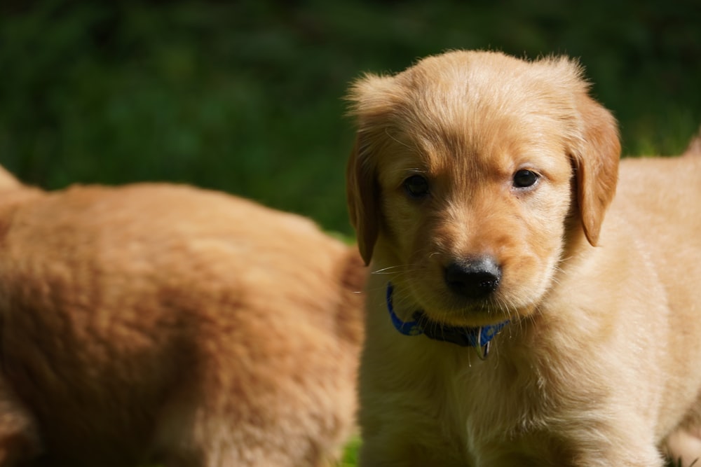 a small brown dog standing next to another brown dog