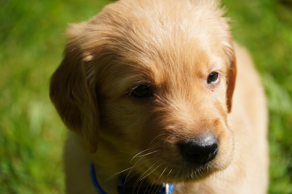 a close up of a dog with a blue collar