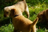 Happy adopted dogs playing together in a sunny yard.