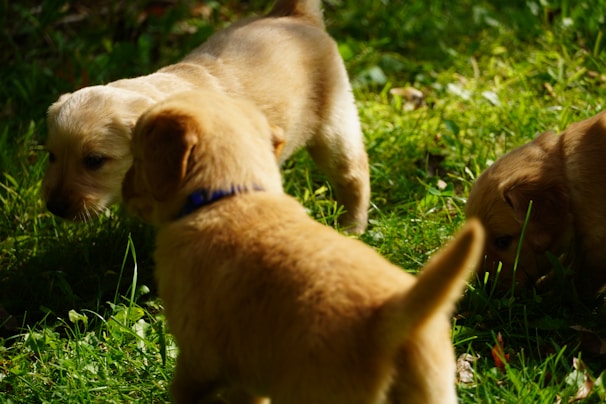 Two golden retriever puppies playfully tumbling on a cozy pastel brown rug with gentle sunlight
