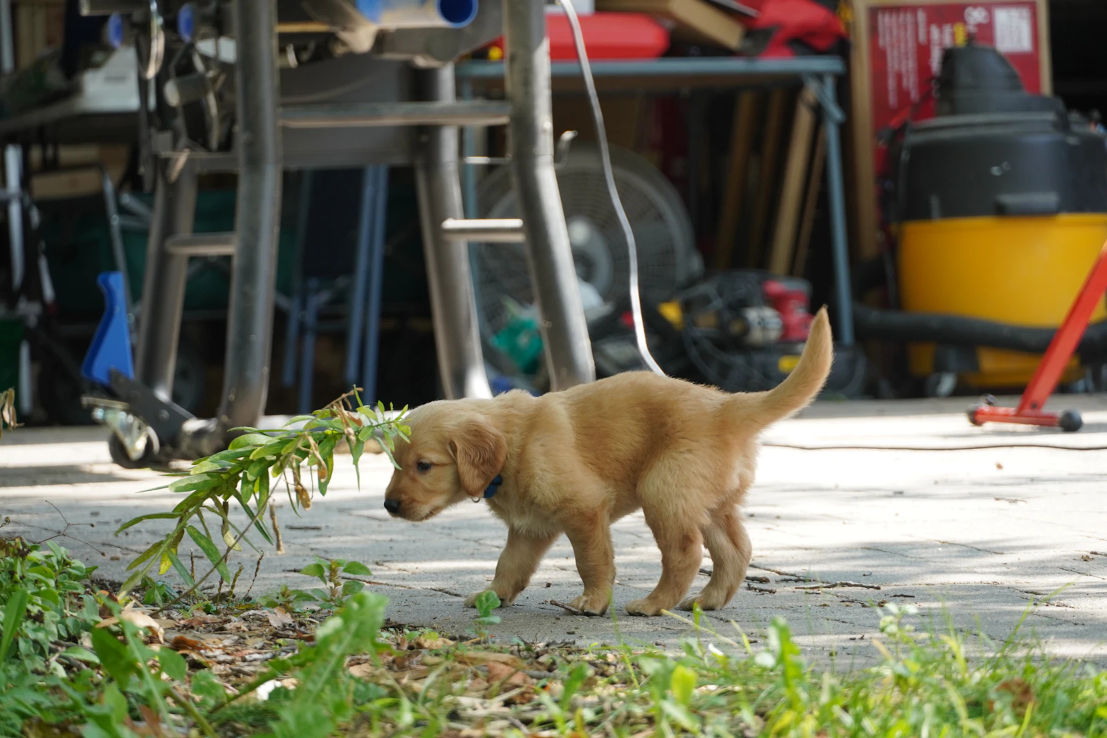 Cachorro de perro explorando la calle con su correa por primera vez