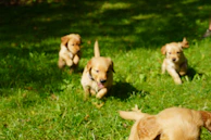 A playful scene of Corgi puppies frolicking in the grass.