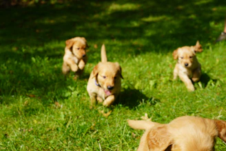 A playful scene of Corgi puppies frolicking in the grass.