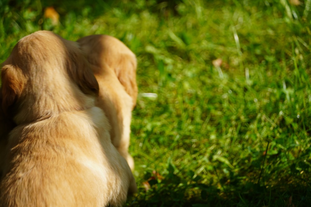 a brown and white dog standing on top of a lush green field