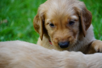A close-up of a golden retriever puppy with soft fur looking downward. The puppy appears to be in a grassy area, and its expression is gentle and curious.