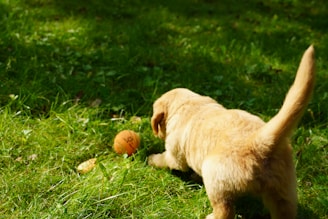 A golden retriever puppy is playfully exploring a grassy area. The puppy is positioned in the center, facing a small orange ball that is lying on the grass, creating a lively and playful atmosphere.