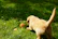 A joyful golden retriever puppy playing in a sunlit garden with a bright blue ball.