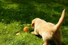 A golden retriever puppy is playfully exploring a grassy area. The puppy is positioned in the center, facing a small orange ball that is lying on the grass, creating a lively and playful atmosphere.