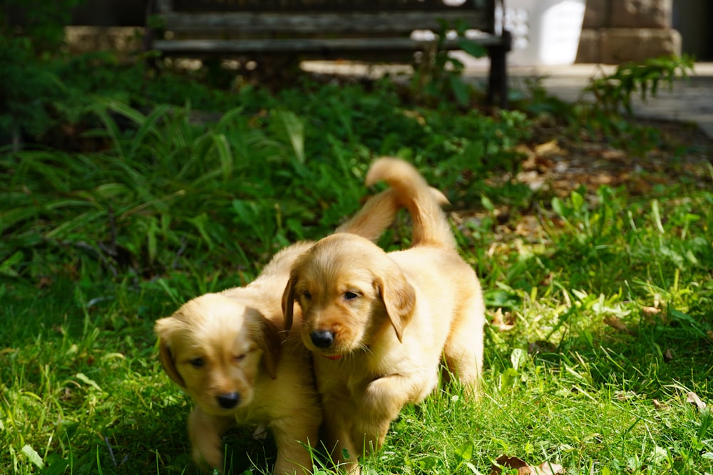 a couple of dogs that are standing in the grass