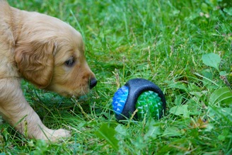 a puppy playing with a toy in the grass