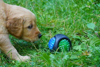 a puppy playing with a toy in the grass