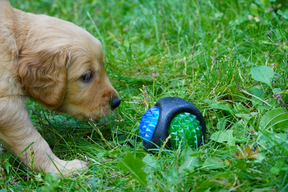 a puppy playing with a toy in the grass