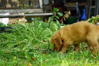 A joyful rescued puppy playing in a sunny garden with a laptop showing an online store mockup nearby.