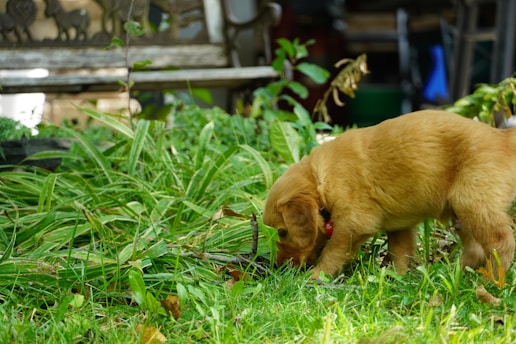 A small golden-brown puppy explores a lush garden area, surrounded by vibrant green grass and various plants. In the background, there is a decorative bench with animal silhouettes, providing a rustic outdoor setting.