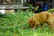 A golden aussie puppy exploring a green meadow with curious eyes.