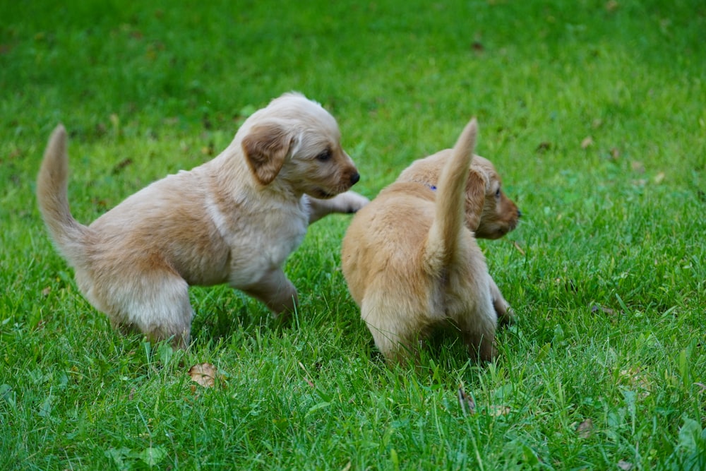 two puppies playing with each other in the grass