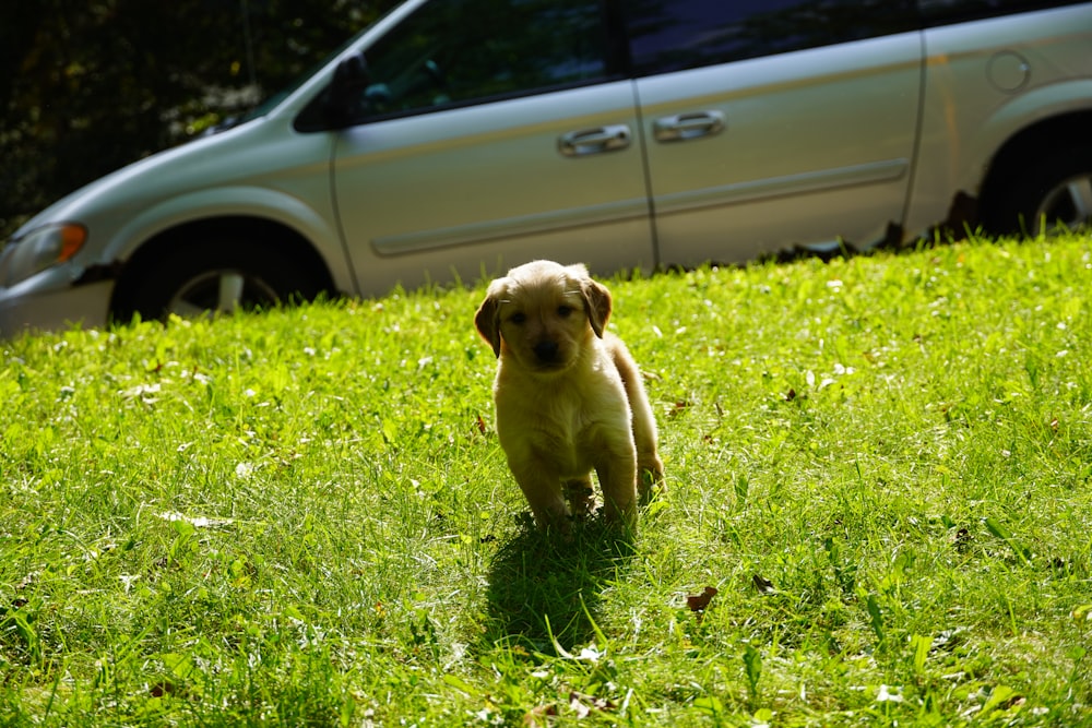 a dog running in the grass near a car