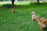 A group of small, golden-brown puppies play on a lush green lawn. One puppy is moving forward while another sits and looks towards the distance. A third puppy is partially visible on the right side. The background includes bushes and trees, creating a serene outdoor environment.