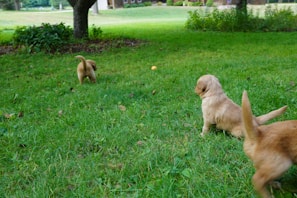A past litter of bernedoodle puppies exploring a gentle stream in the countryside