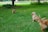 A group of small, golden-brown puppies play on a lush green lawn. One puppy is moving forward while another sits and looks towards the distance. A third puppy is partially visible on the right side. The background includes bushes and trees, creating a serene outdoor environment.