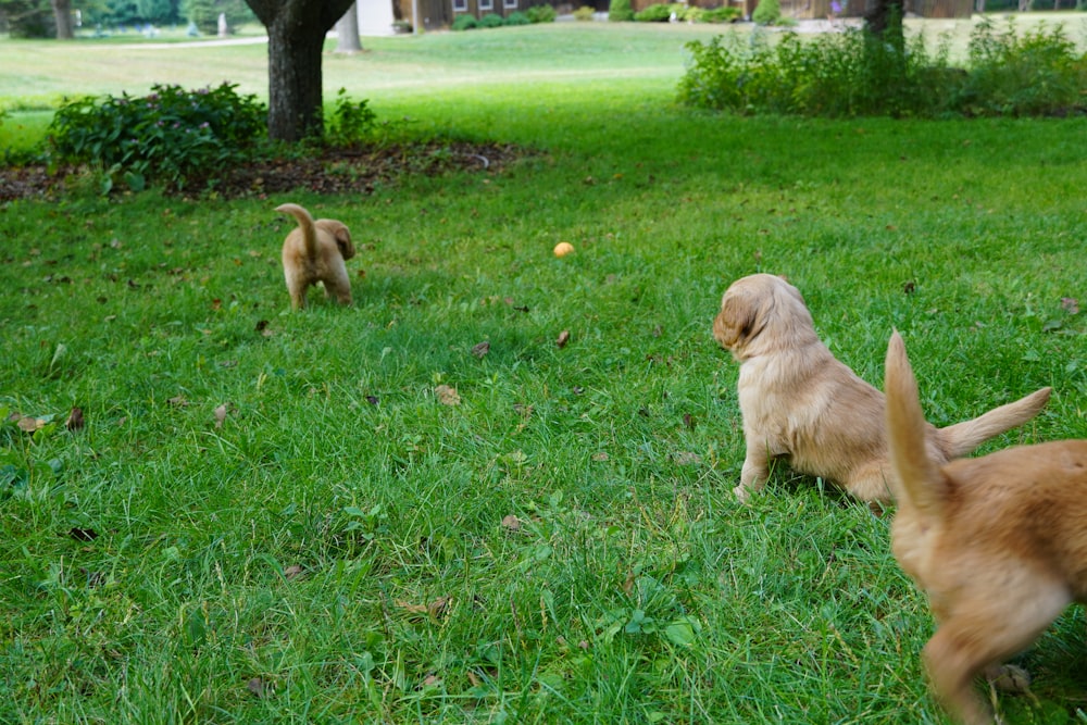 a couple of dogs that are standing in the grass