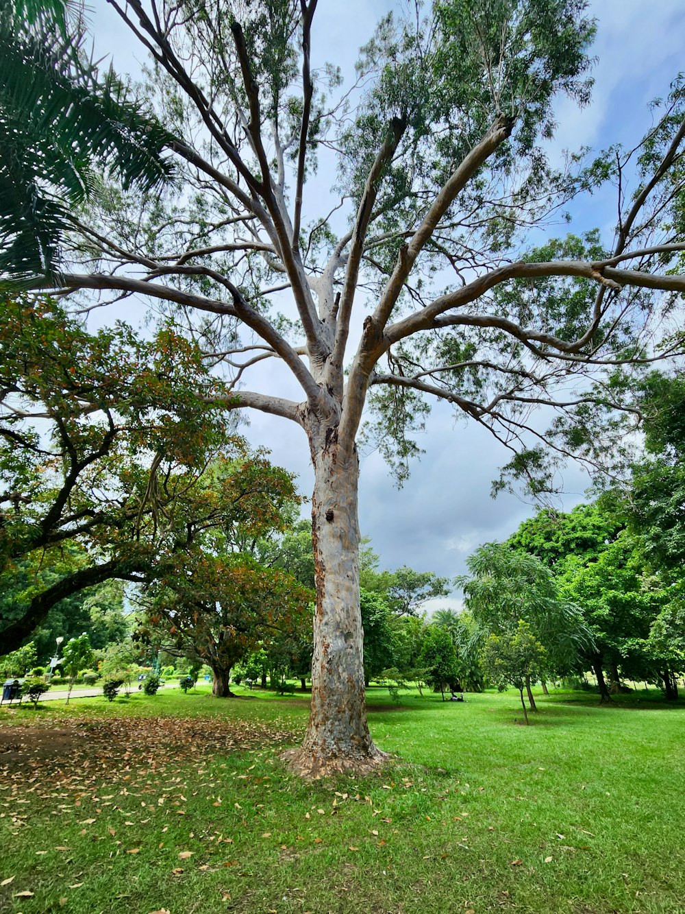 a tree in the middle of a grassy field