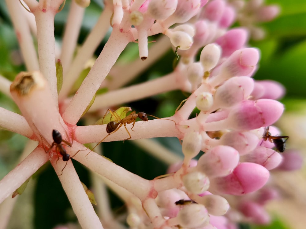 a close up of a flower with a bug on it