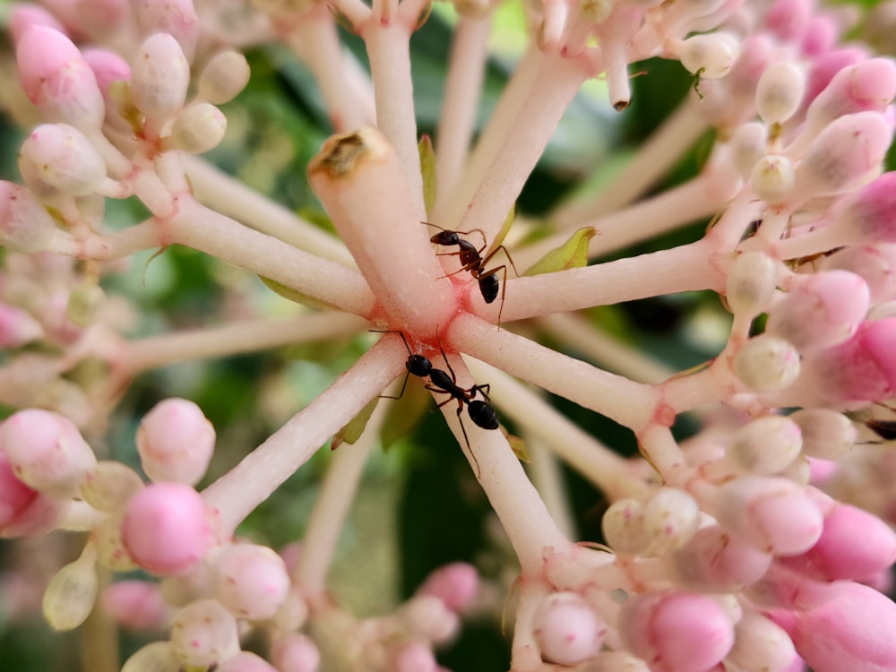 a close up of a flower with a bug on it