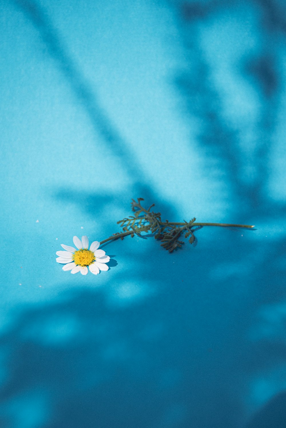 a single flower is floating in a pool of water