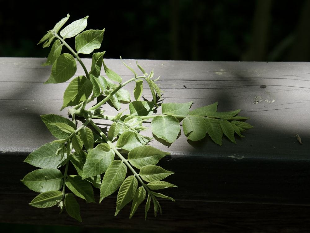 Eine Pflanze wächst auf einer Holzbank