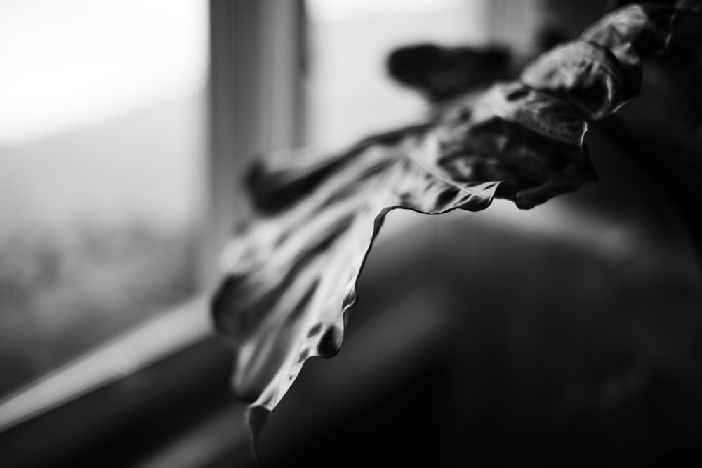 a black and white photo of a leaf on a window sill