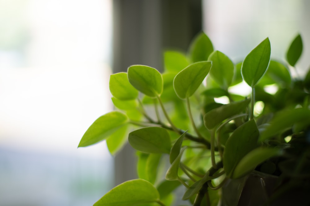 a close up of a plant with green leaves