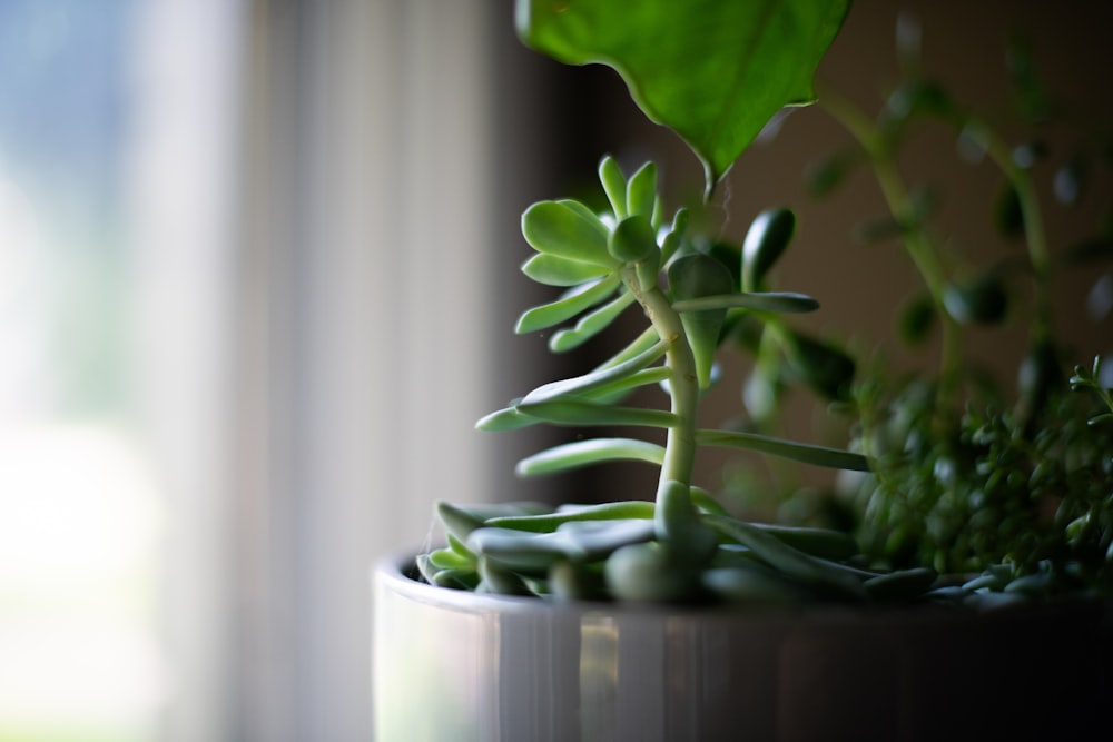 a close up of a plant in a pot