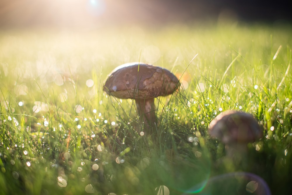 a group of mushrooms sitting on top of a lush green field