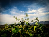 A peaceful nature scene symbolizing renewal and hope.