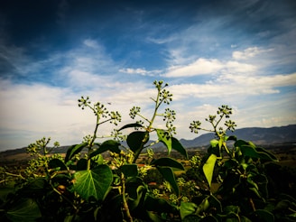 A peaceful outdoor setting symbolizing renewal and growth.