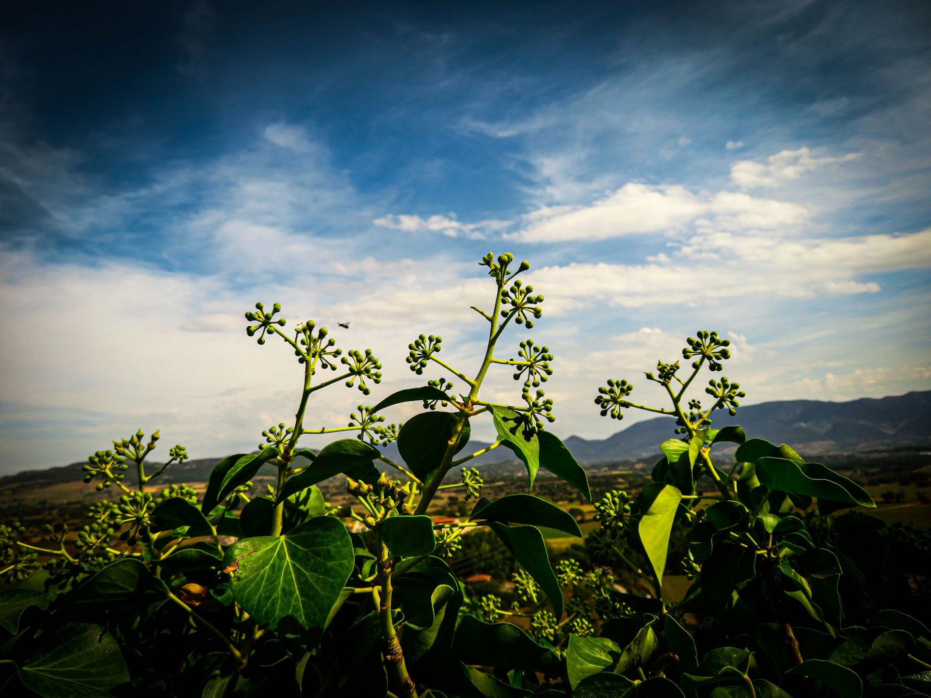 woman wearing yellow long-sleeved dress under white clouds and blue sky during daytime